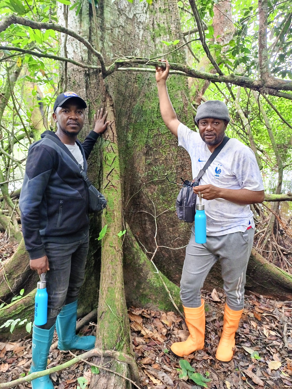 Thumbnail: Businga Forest VPCC™  & VRCC™ 972,132 LOA units per annum