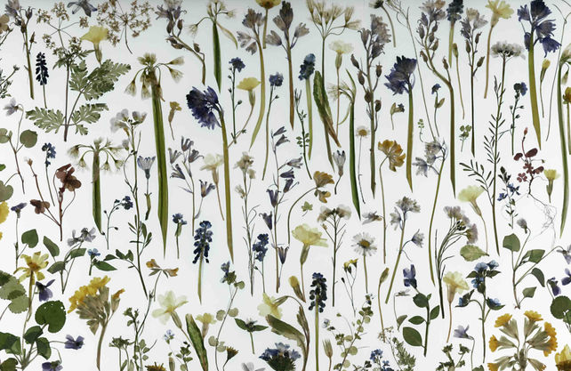 The Herald of Spring Florilegium lightbox by Amy Shelton (2021)