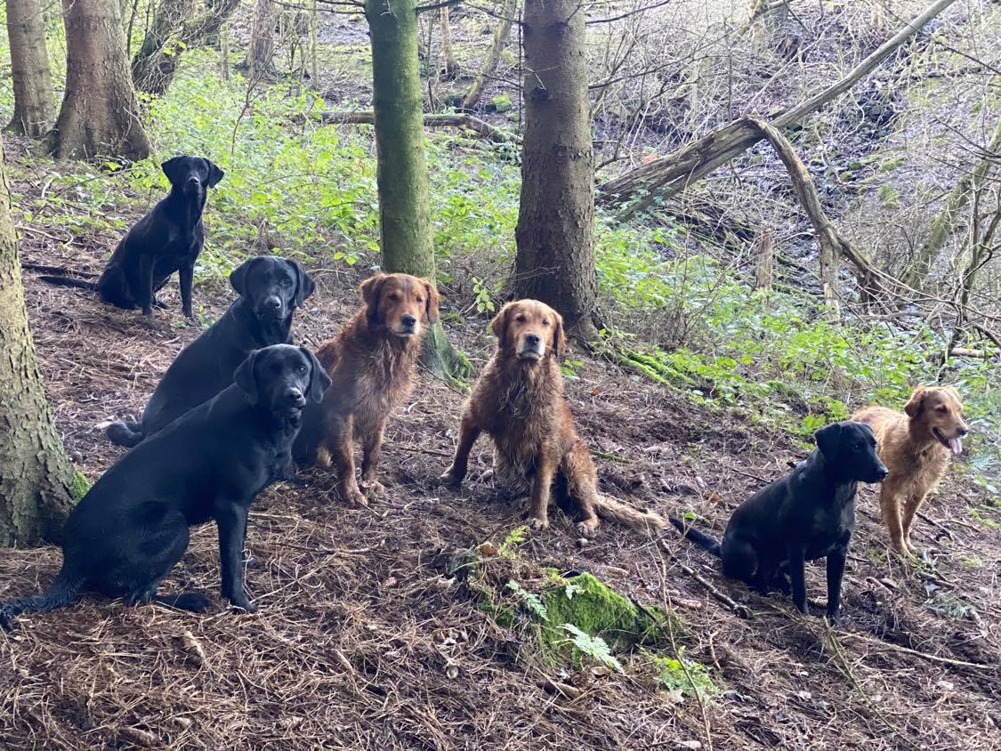 Dogs except Maggie