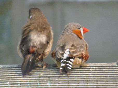 鳥さんを飼育するにあたって気を付けてほしいこと(8)