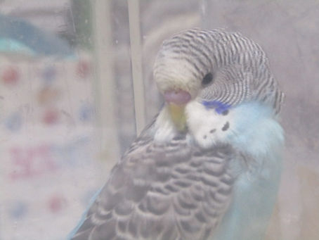 「鳥が人をえらぶ」ということ (FIN)