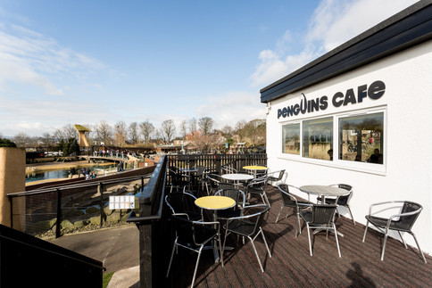PSD Photography - Penguin and Jungle Caf