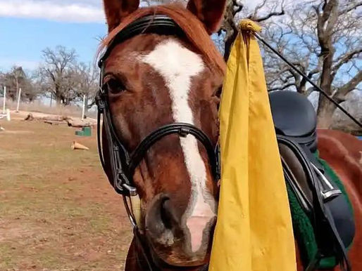 It’s ok to teach your horse to learn about pressure!!