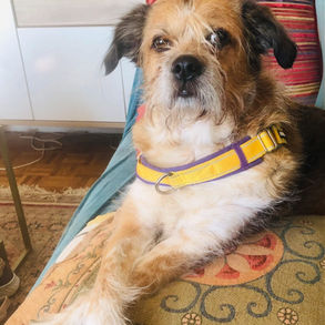Lilou, chien régulateur
