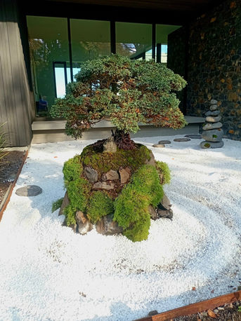 Outdoor bonsai garden with a large moss-covered juniper bonsai displayed on white gravel, placed in front of a modern house with glass walls and stone path design