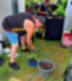 HAMILTON BONSAI NZ WORKSHOPS