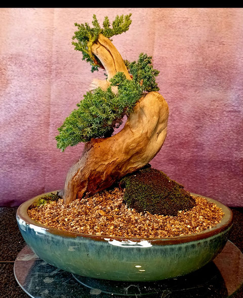 Graceful wisteria bonsai with cascading clusters of lavender-purple flowers and fresh green leaves, styled with a curved trunk and driftwood accent in a dark blue ceramic pot covered with moss.