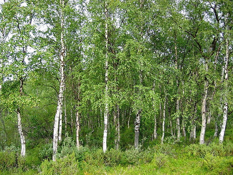 Project 02 - birch trees.jpeg