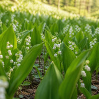 Fleurs de muguet blanches dans un champ verdoyant au printemps ambiance naturelle et fraîche parfumée