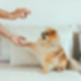 A dog receiving a treat.