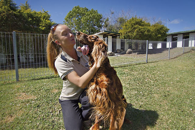 The Links Pet & Canine Aquatic Center - Pet Boarding