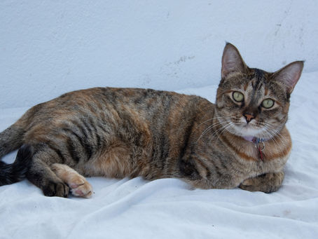 A tripawd cat laying down on a white sheet.