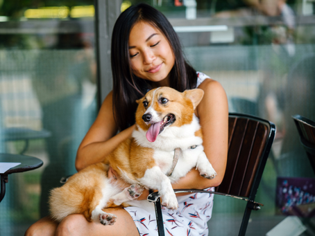 A corgi with its owner at a cafe.