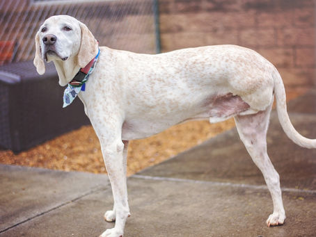 A Tripawd Pet Dog.