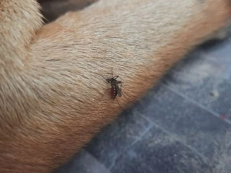 Protecting Your Pets from Mosquitoes and Heartworm: A Vital Guide