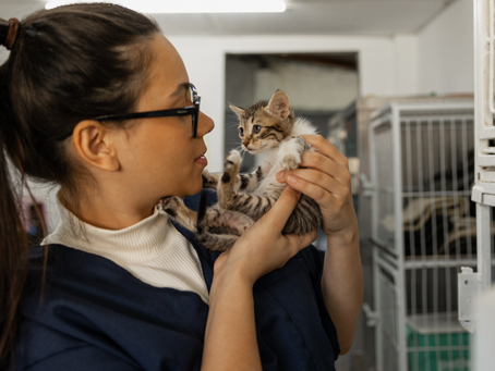 A kitten in an animal shelter.