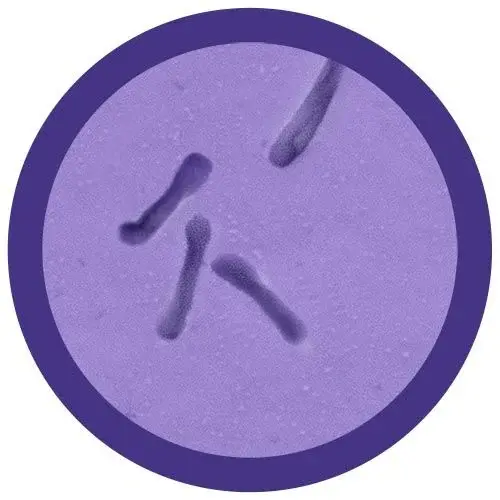 Miniatura: Clostridioides Difficile de GIANTmicrobes