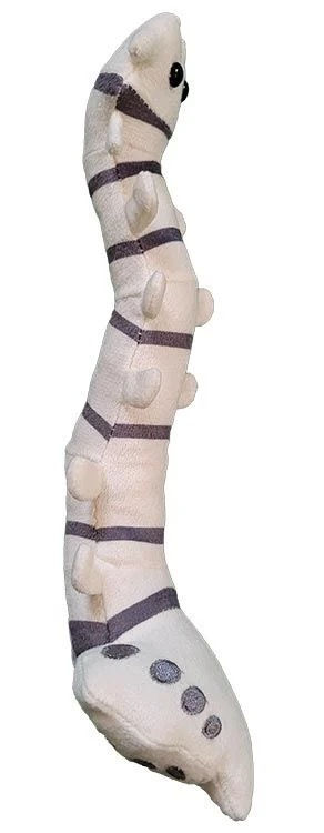 Miniatura: Columna vertebral de GIANTmicrobes
