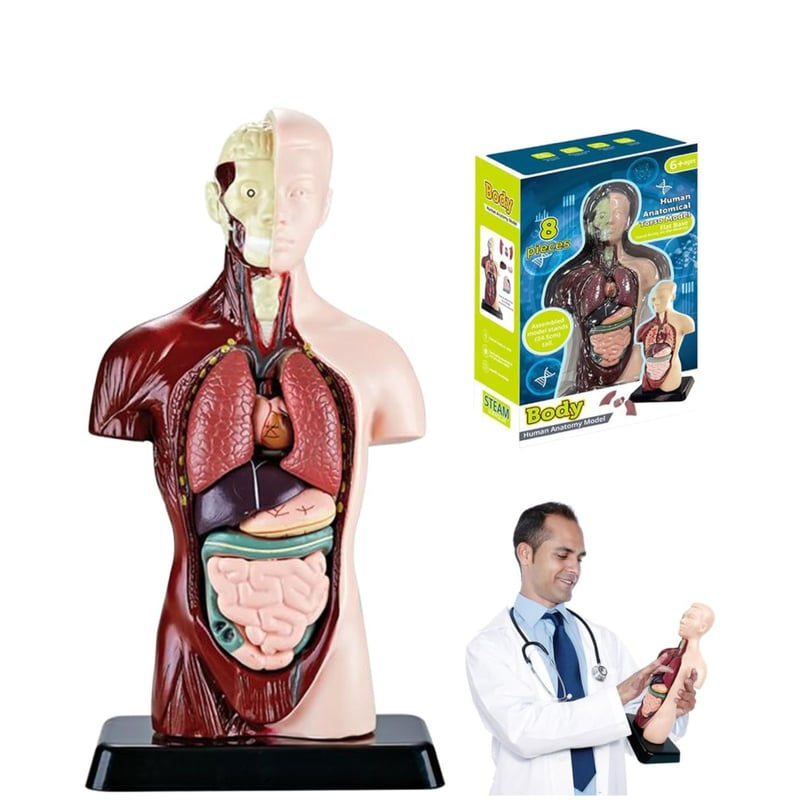 Miniatura: Modelo anatomía cuerpo humano 8 partes