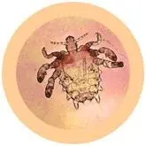 Miniatura: Piojo del Cangrejo de GIANTmicrobes