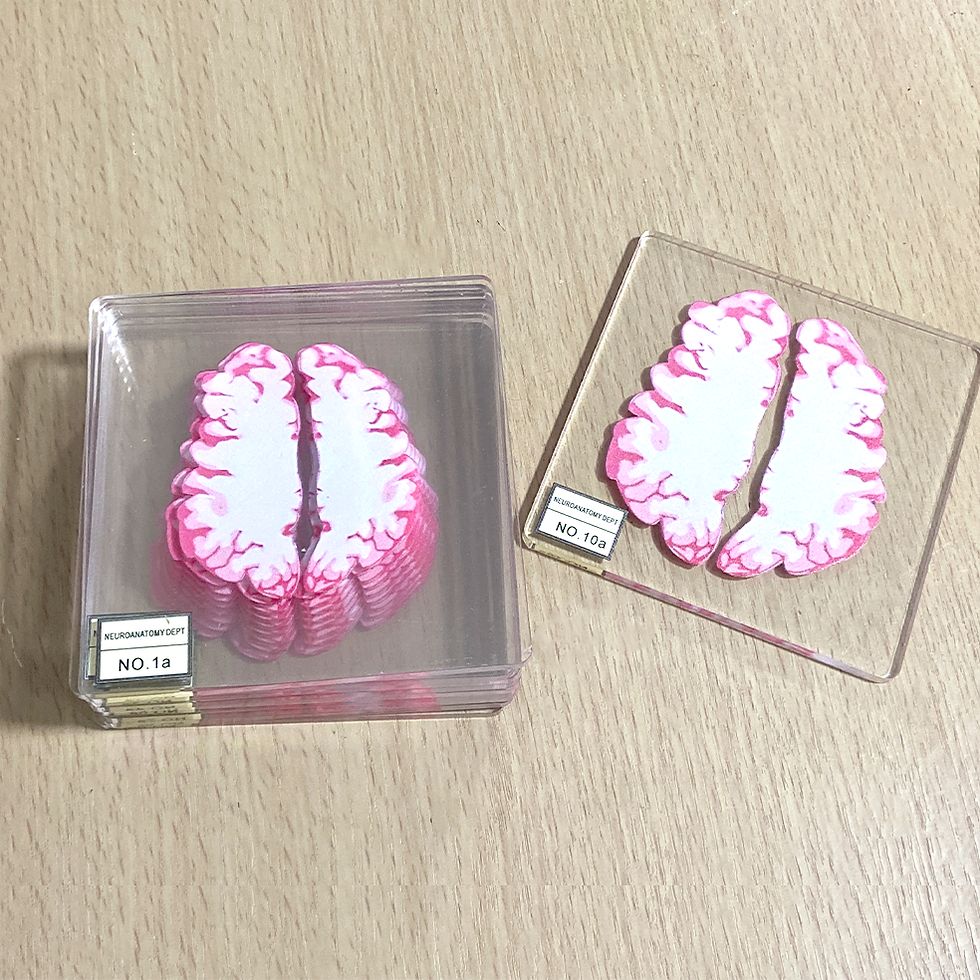 Miniatura: Set de 10 posavasos de  cerebro