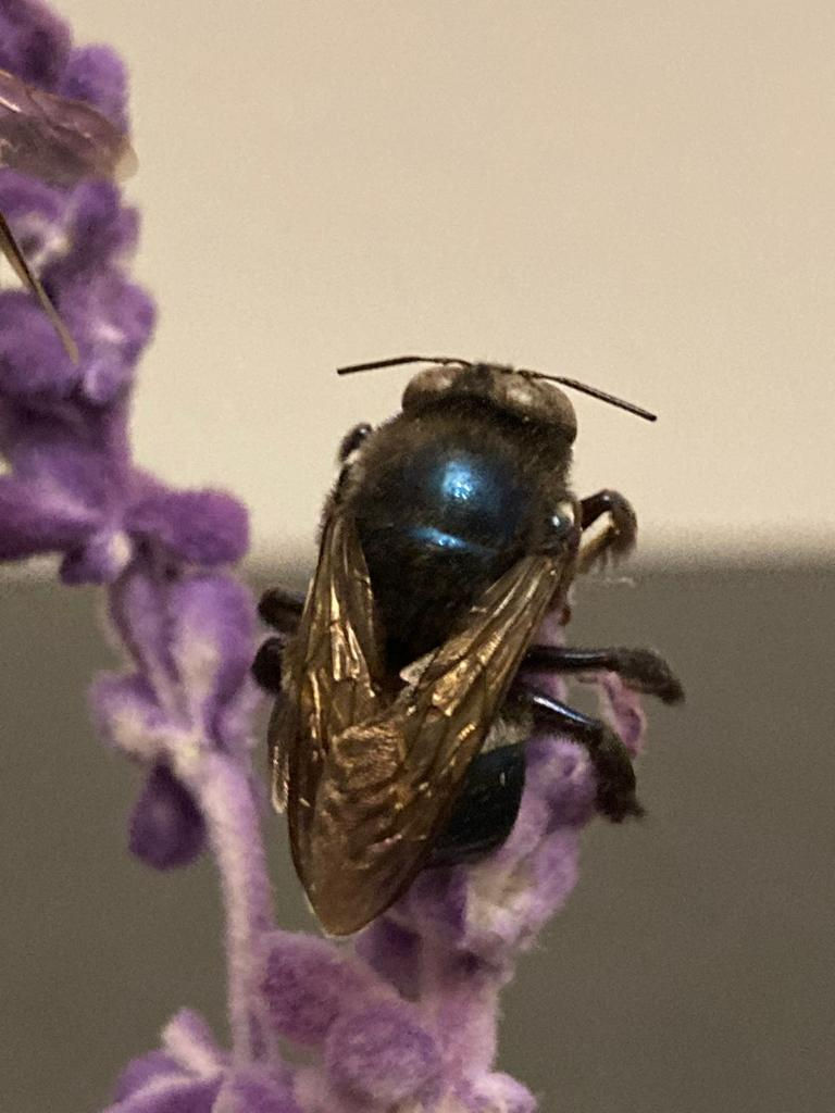 Miniatura: Xylocopa splendidula, Chile