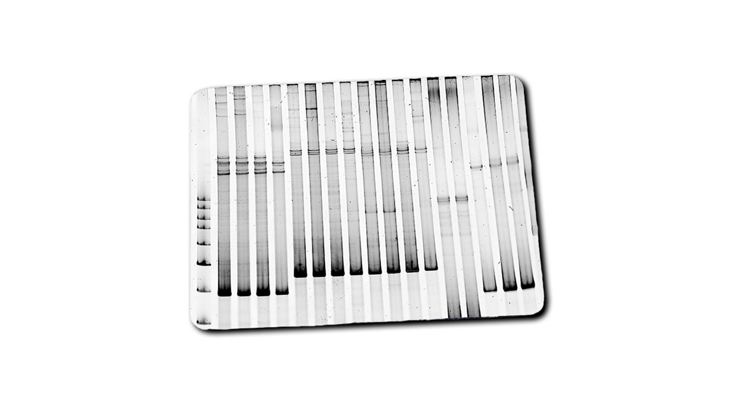 Mousepad Electroforesis