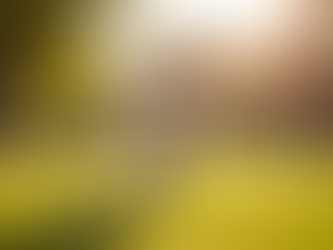 Building a Stronger Bond with Your Dog