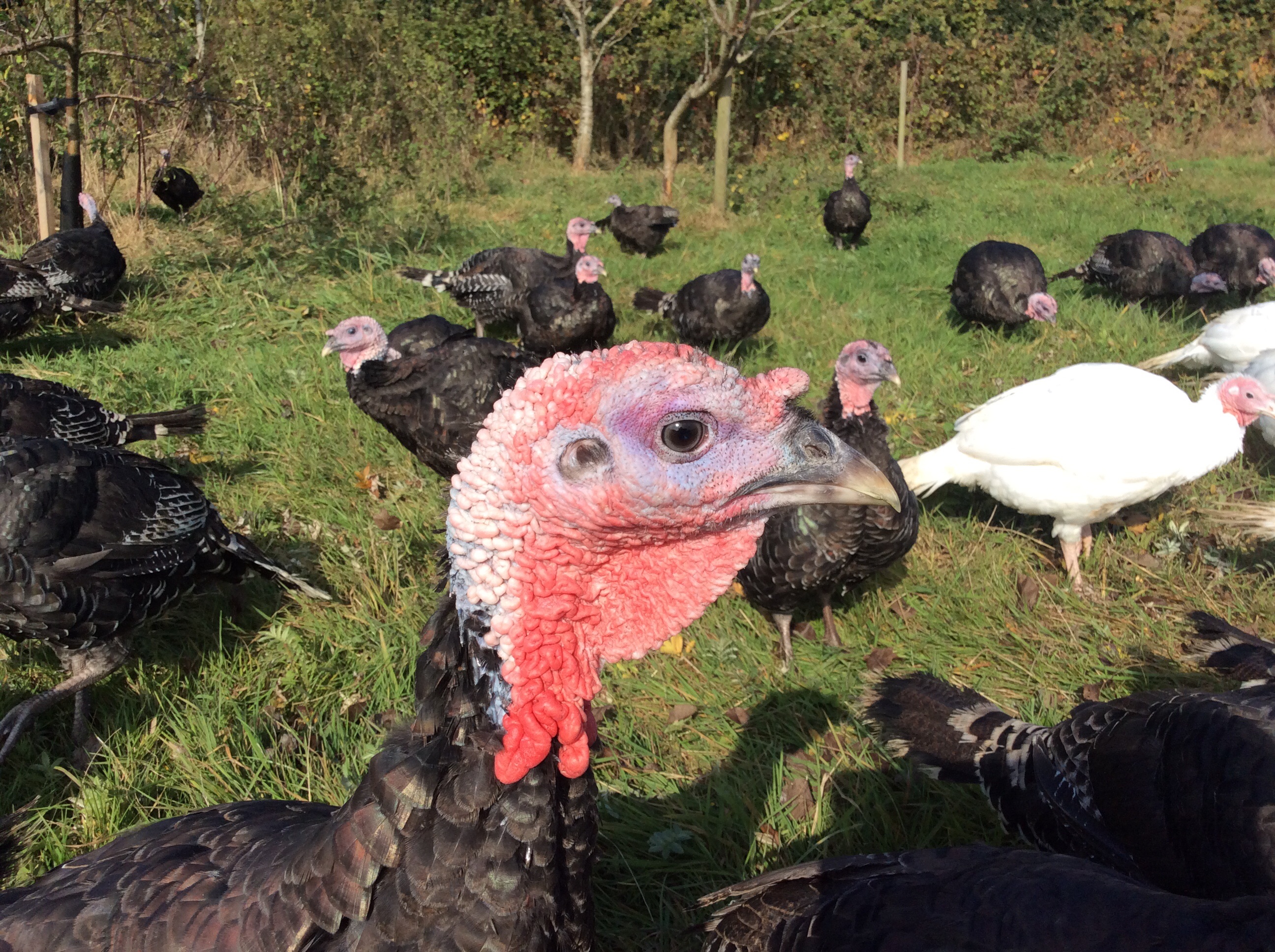 Free Range Bronze Turkeys East Grinstead Upper Fairlight Farm