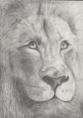 lionforallie.jpeg