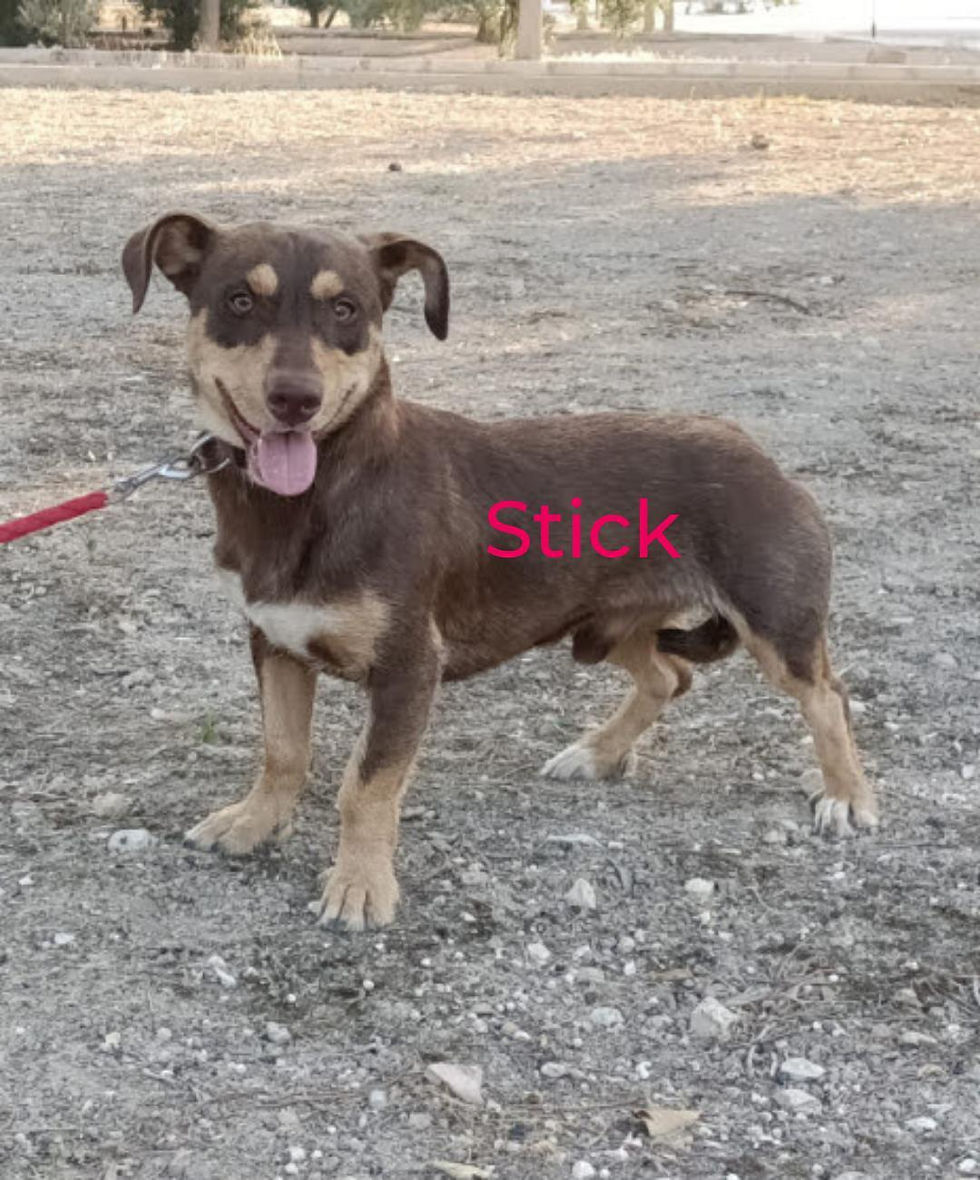 Stick