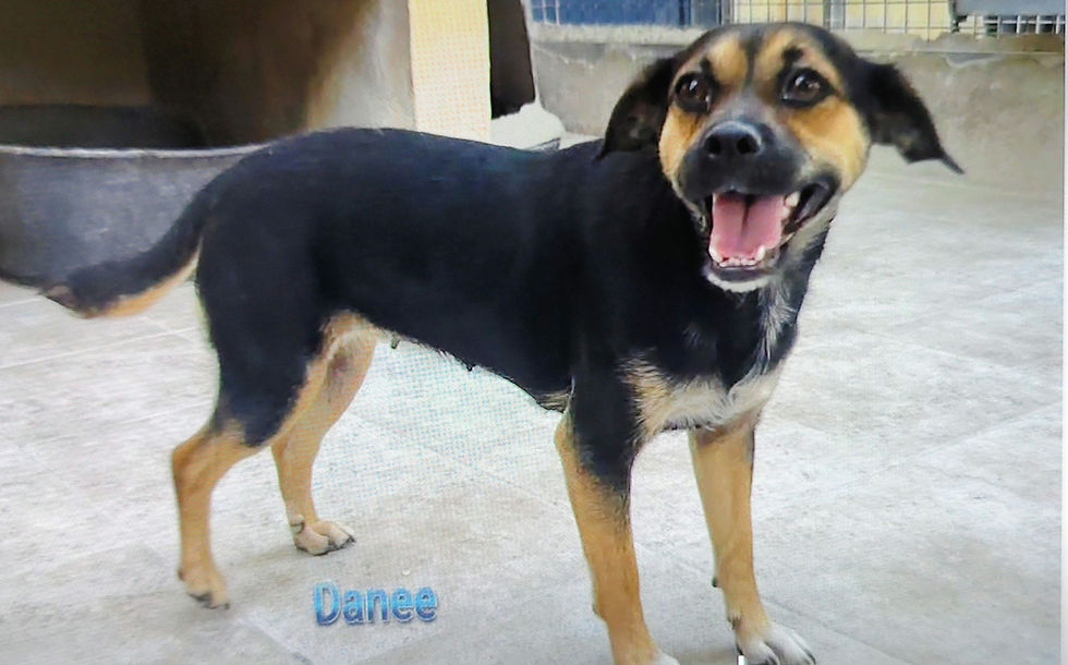 Danee