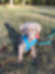 1209636E-C0C8-4131-9EAB-3E67E69271D5.jpeg