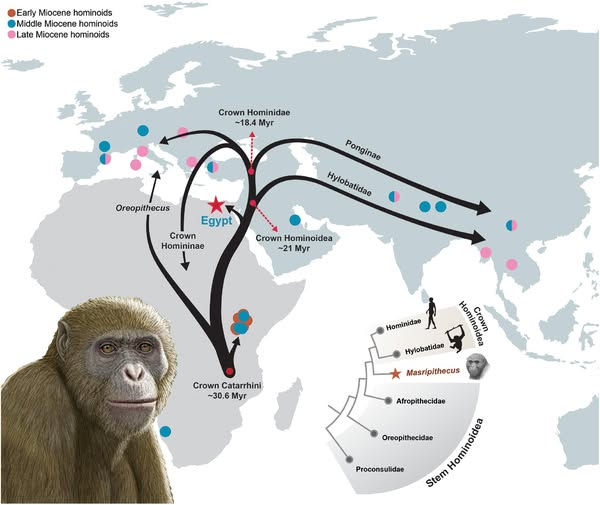 Ein neu entdecktes Affenfossil aus Nordägypten verändert das Verständnis der frühen Evolution der Menschenaffen, berichten Forscher in der Fachzeitschrift „Science“. https://scim.ag/47ZSJcj
