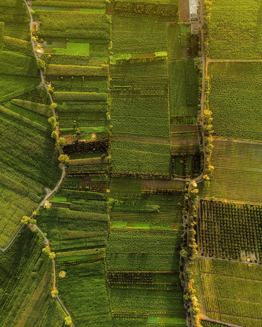 Luftbildaufnahme: grüne Felder, terrassierte Landwirtschaft