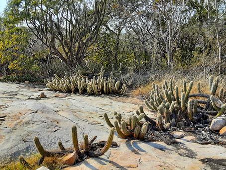Dia da Caatinga: A força da resiliência brasileira em celebração