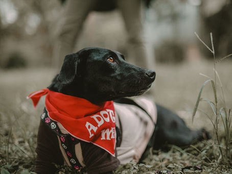 The First Two Weeks: Settling a Newly Adopted Pet in Vic West