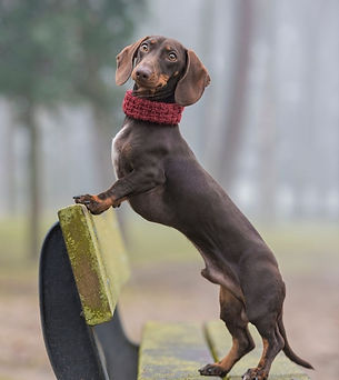 Canine Parkour Program
