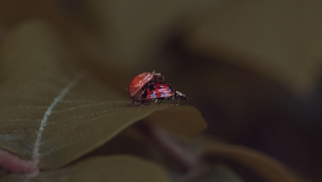 Love Bugs