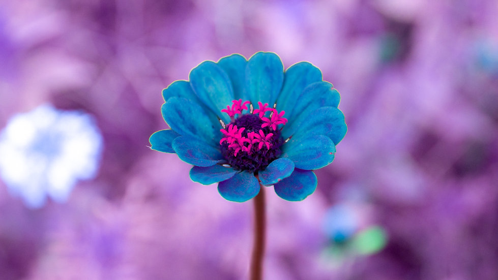 Zinnia