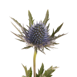 Eryngium