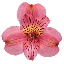 Alstroemeria