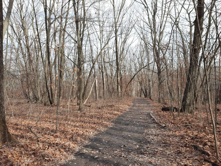 2020 11 18 - State Park, Nerstrand Big Woods