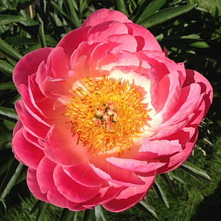 Writer: Alaska Peony Flowers