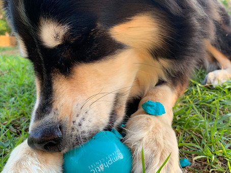 Superdog: Keeping us healthy