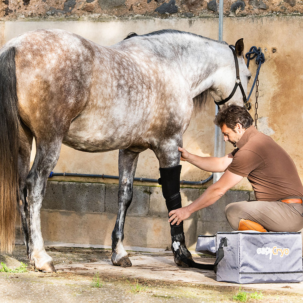 Miniature : Moove Équin - EasyCryo