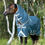 Miniature : Couverture d'extérieur Amigo AmECO 12 Plus - Horseware