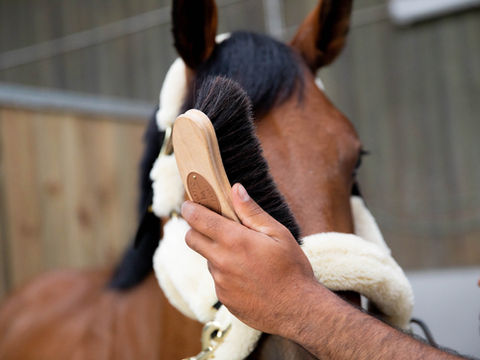 La routine de pansage 100% efficace