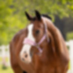 Licol Vogue Mallow - LeMieux