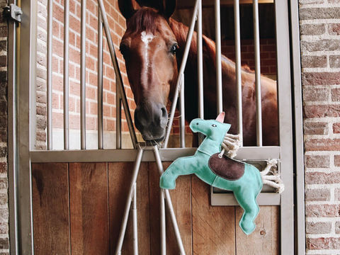 Vaincre l'ennui du cheval en convalescence